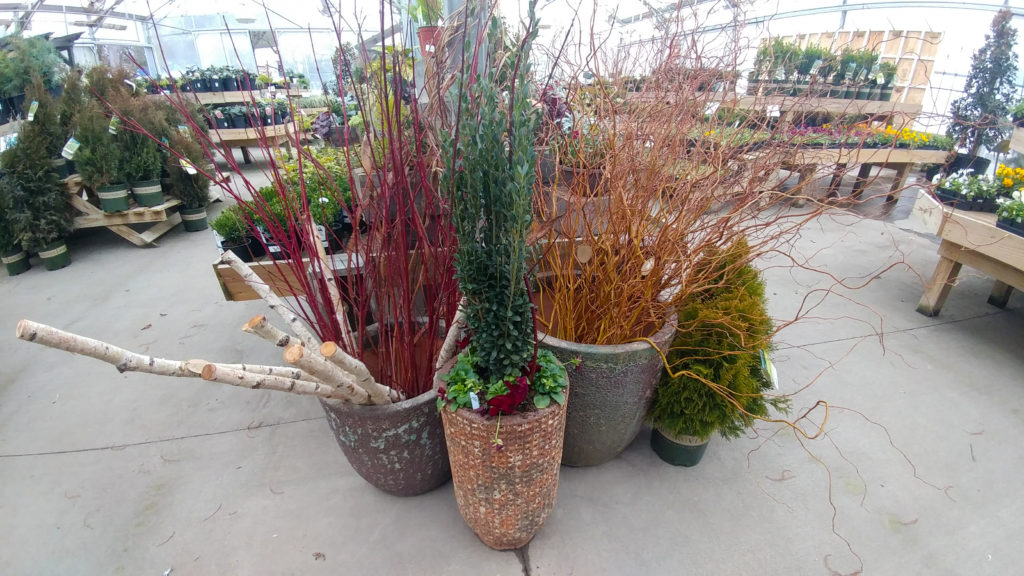 Red and curly twig display at garden center