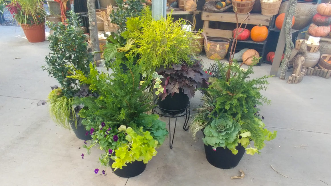 Group of winter containers with evergreen plants and cool season annuals