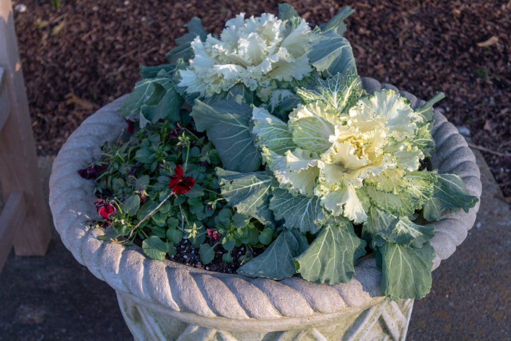 White and green ornamental kale with dark red pansies