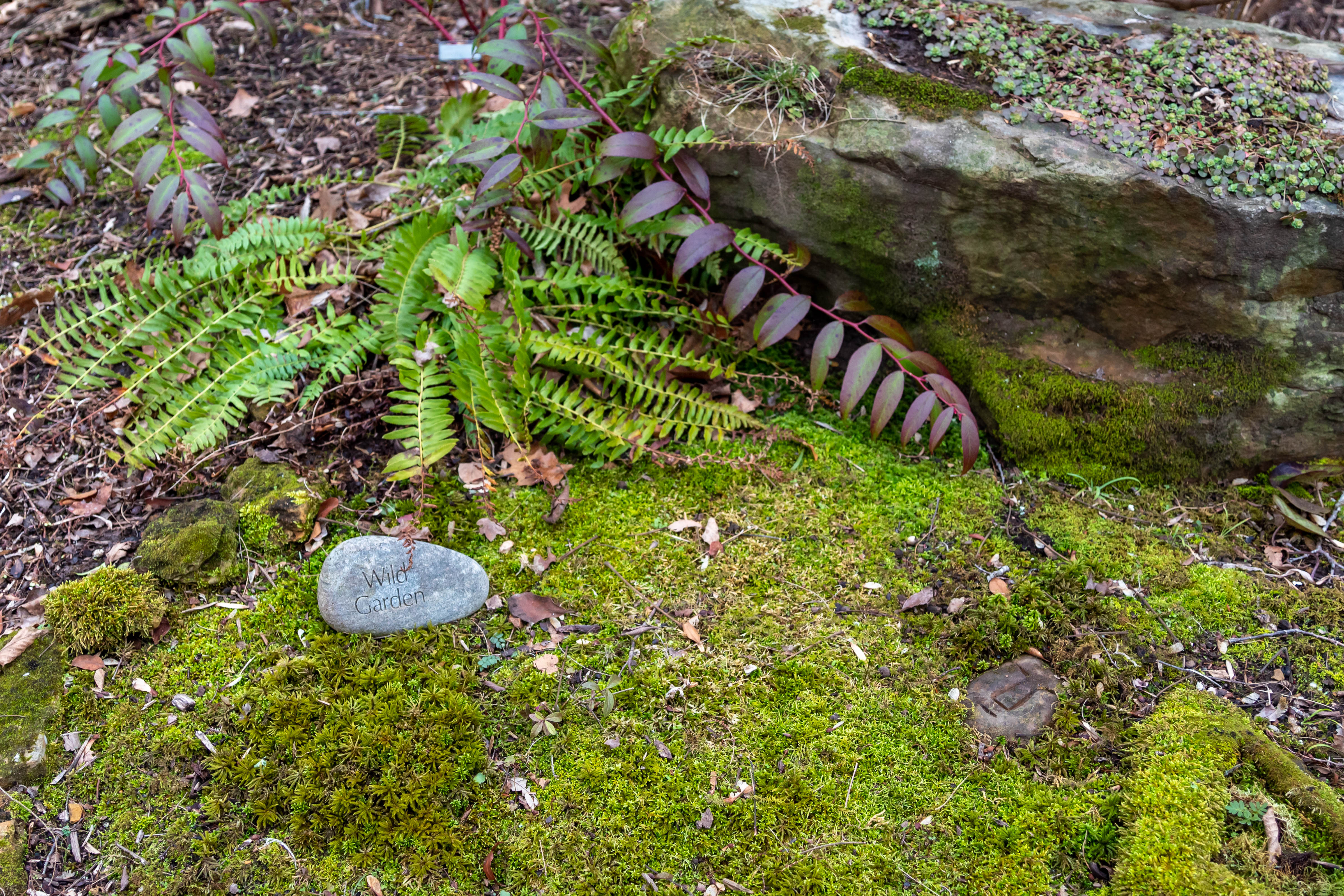 Moss garden with evergreen fern, evergreen fetterbush with red-tinted leaves, evergreen sedum, and decorative rocks