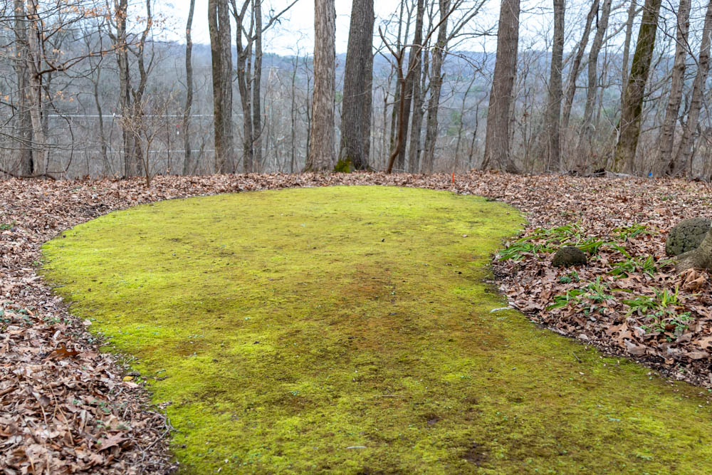 Moss lawn in the woods