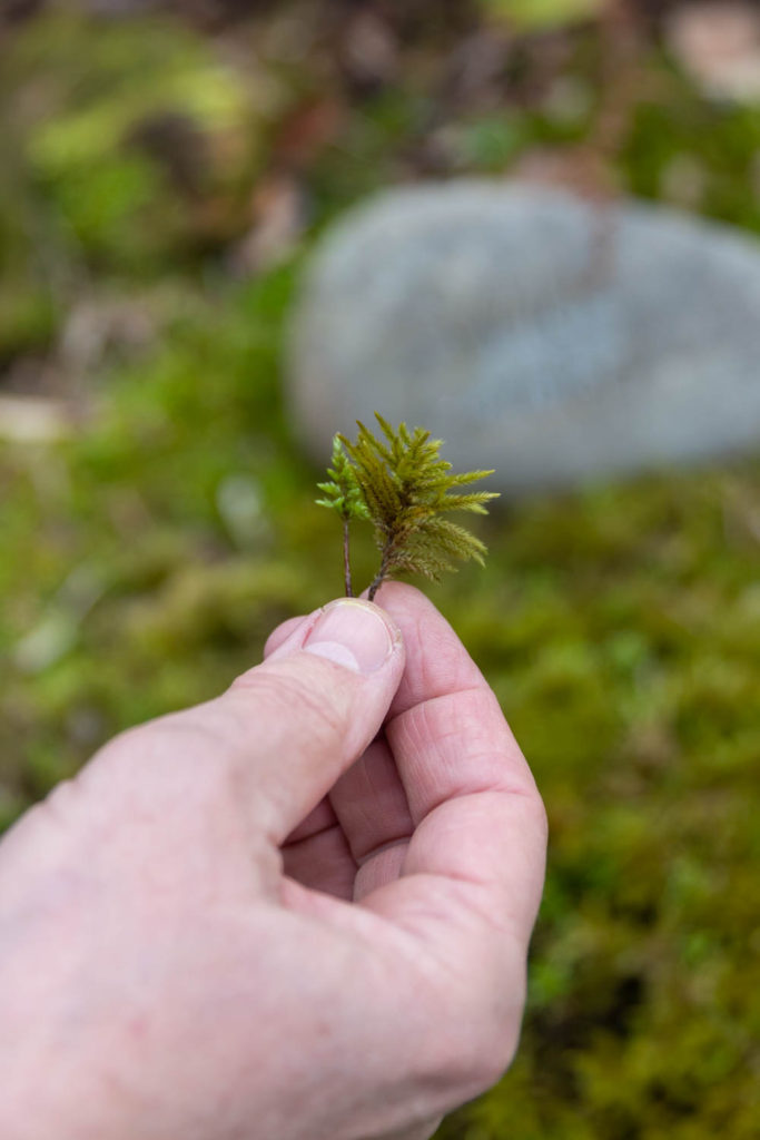 Tree moss - moss that looks like a little conifer tree