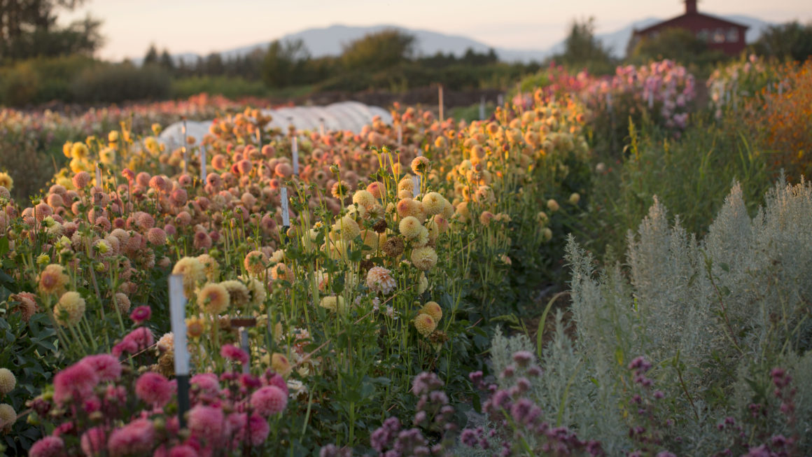 Floret Farm’s A Year in Flowers Review