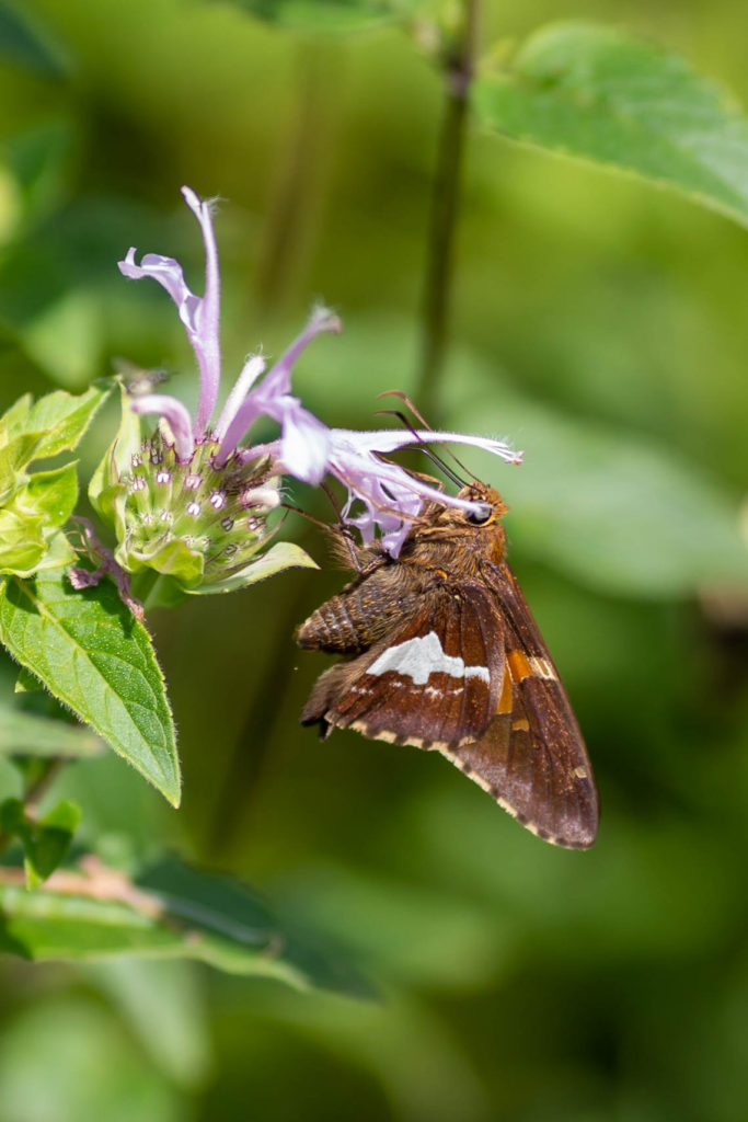 Skipper butterfly with white strip on wing feeding on light purple bee balm (monarda) flower at Burgess Falls butterfly garden