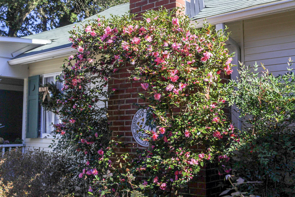 Camellia with pink flowers trained to a circle blooming in January