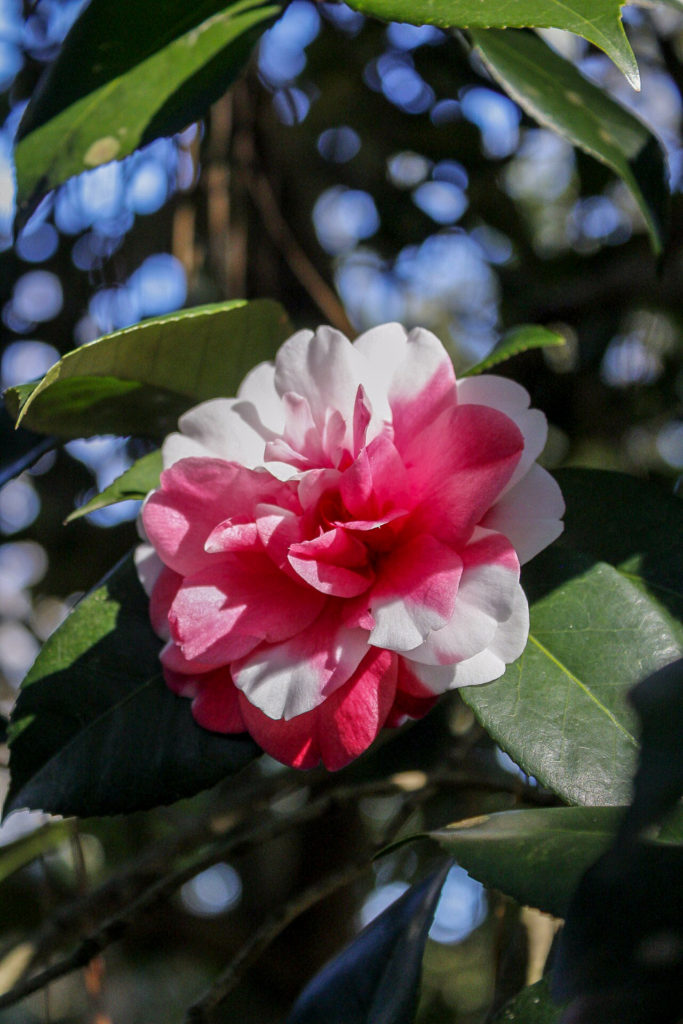 Variegated camellia flower with pink and white petals