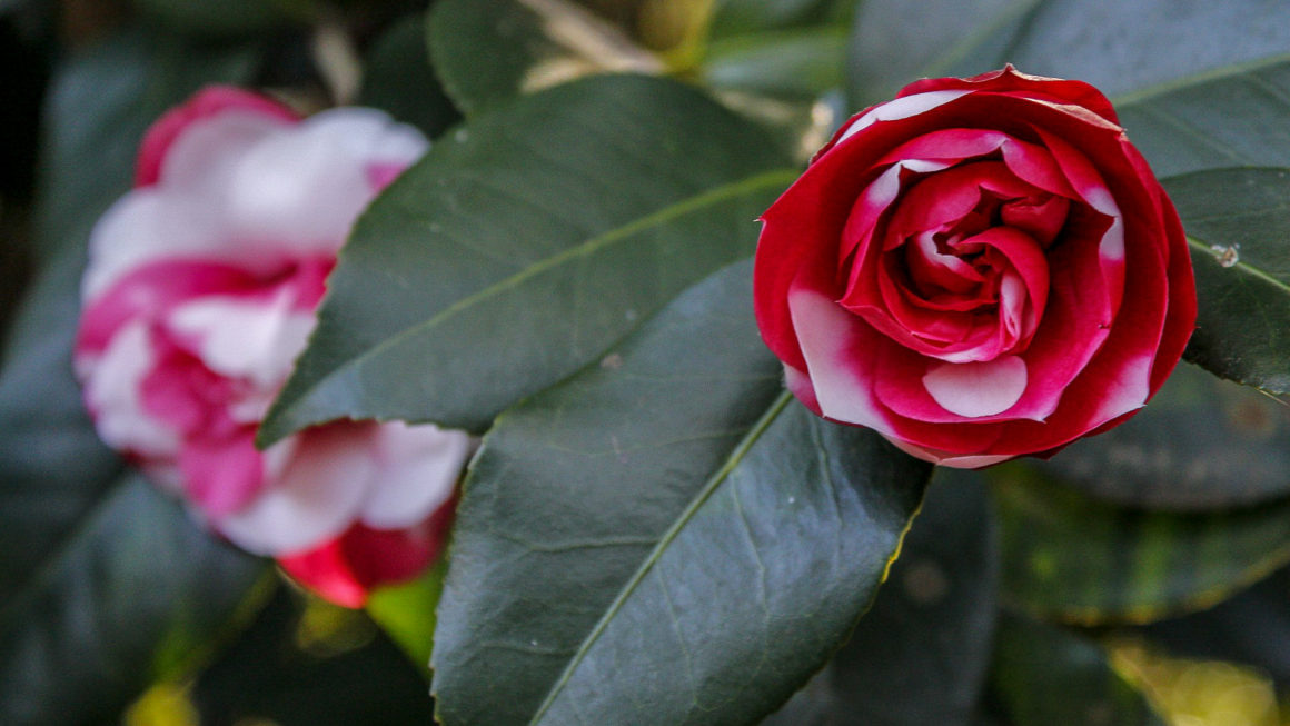Pink and white Variegated camellia bloom in January