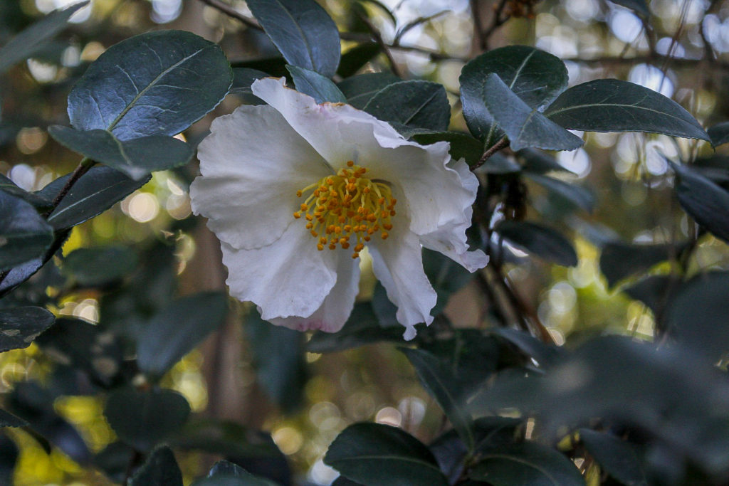 single-flowered white camellia flower with yellow center