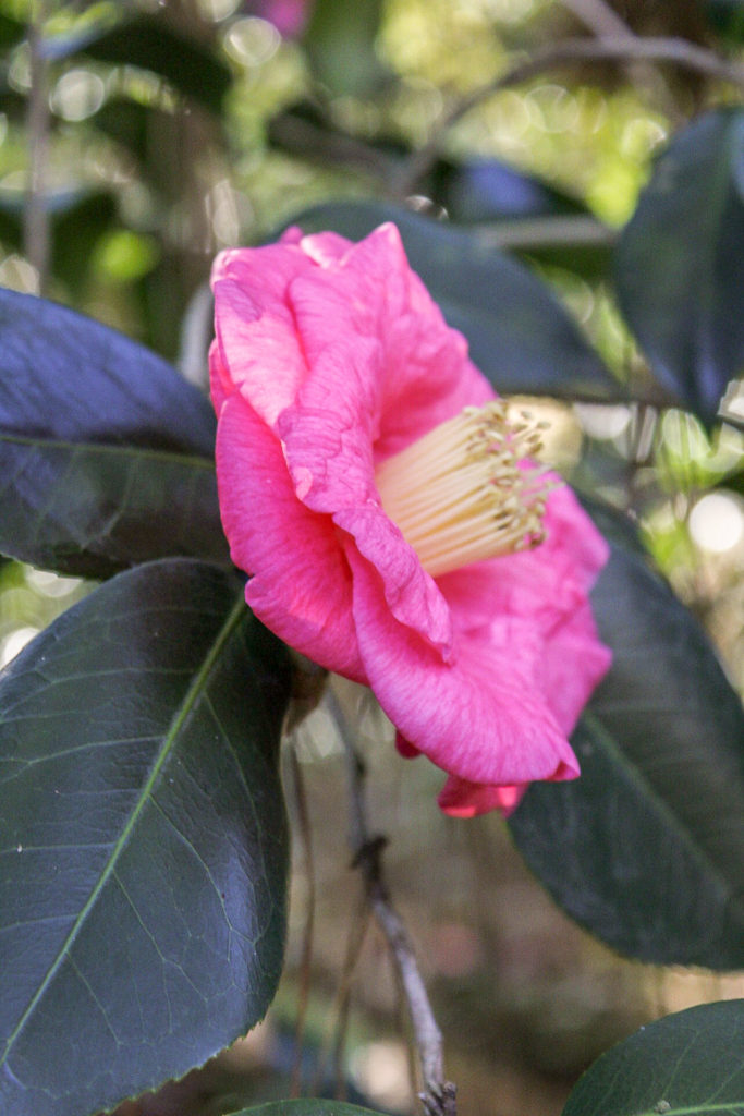 Pink camellia with prominent yellow stamen blooming in January