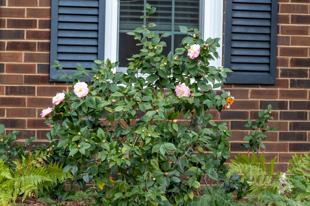light pink flowers on camellia shrub blooming in January