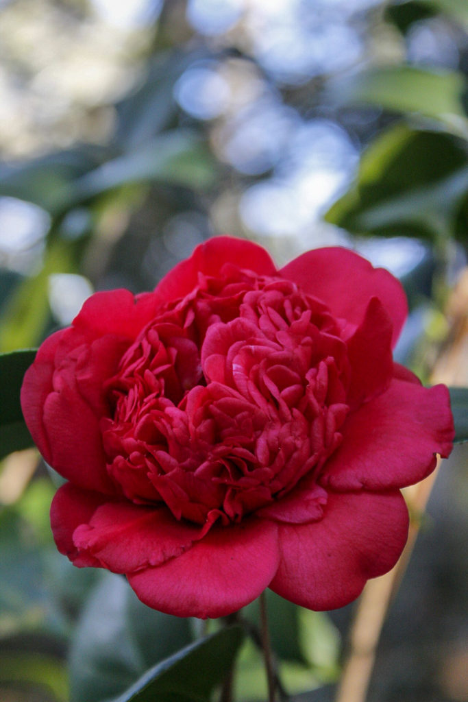 Deep pink camellia with peony-like flower