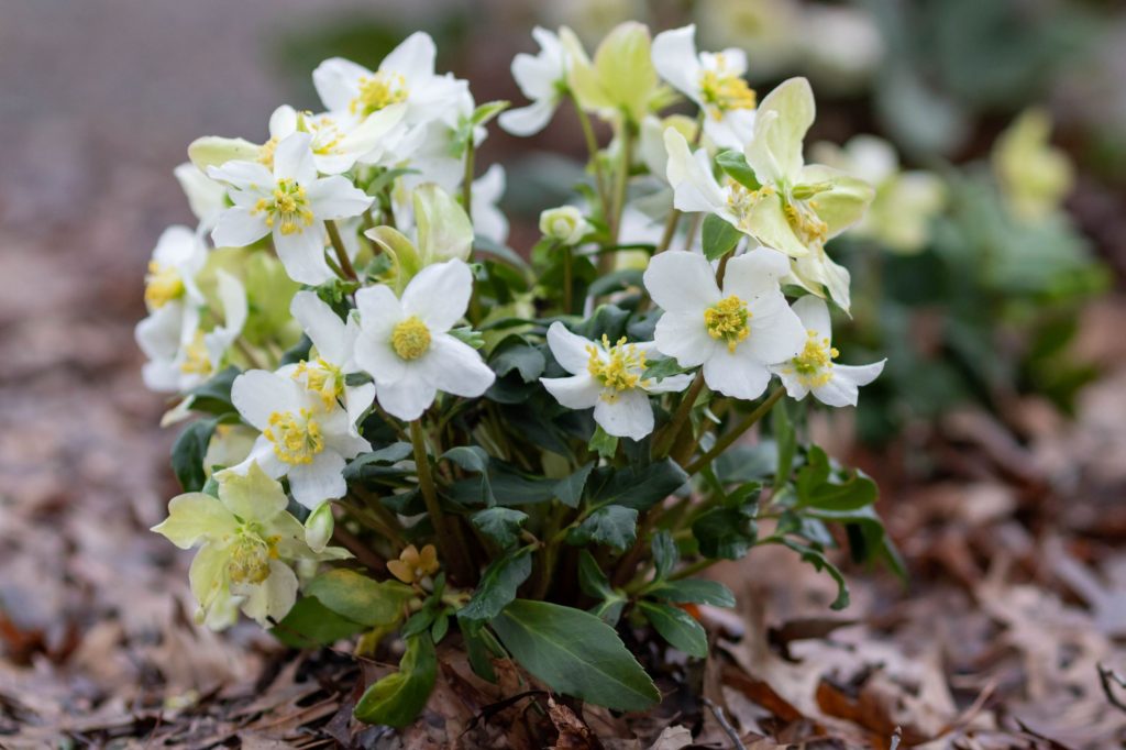 Single flower white with yellow stamen Christmas rose hellebore
