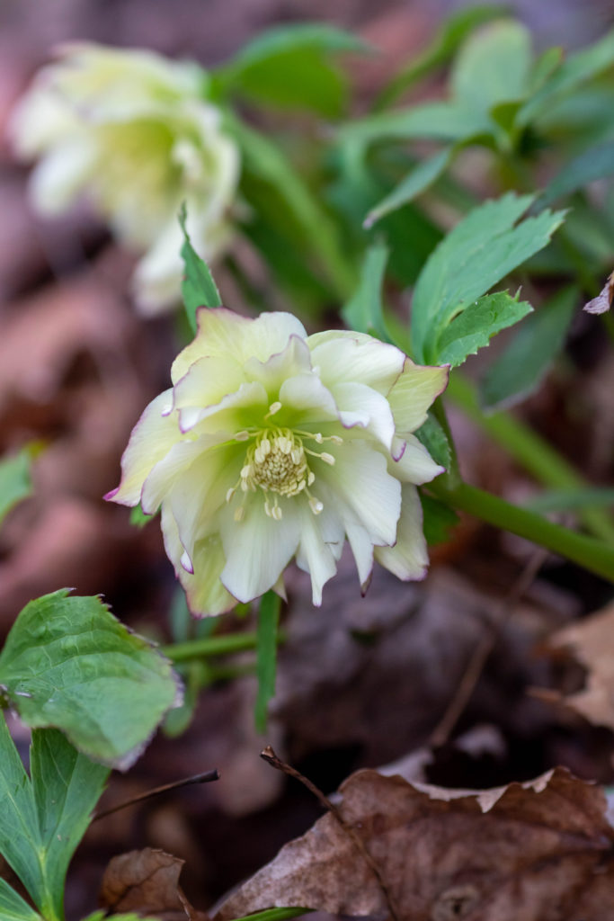 Double flowered light yellow hellebore