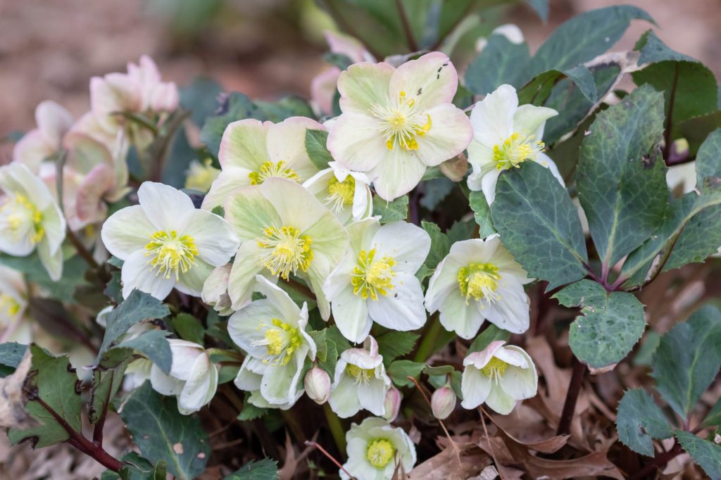 Helleborus 'Shooting Star' with off white petals (sepals) and yellow stamen