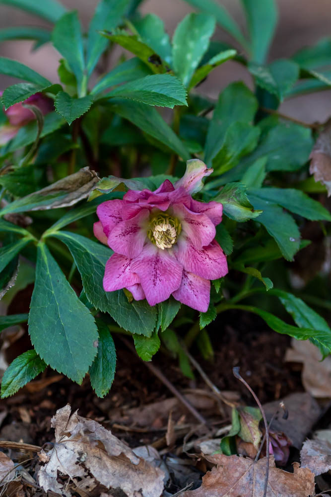 Double flowered pink hellebore