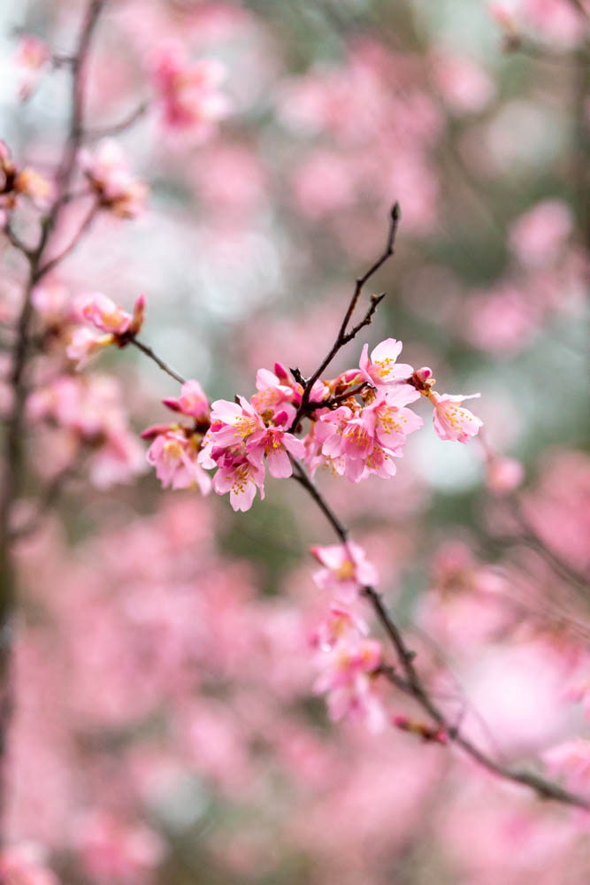 Pink single cherry blossoms with grey sky behind 