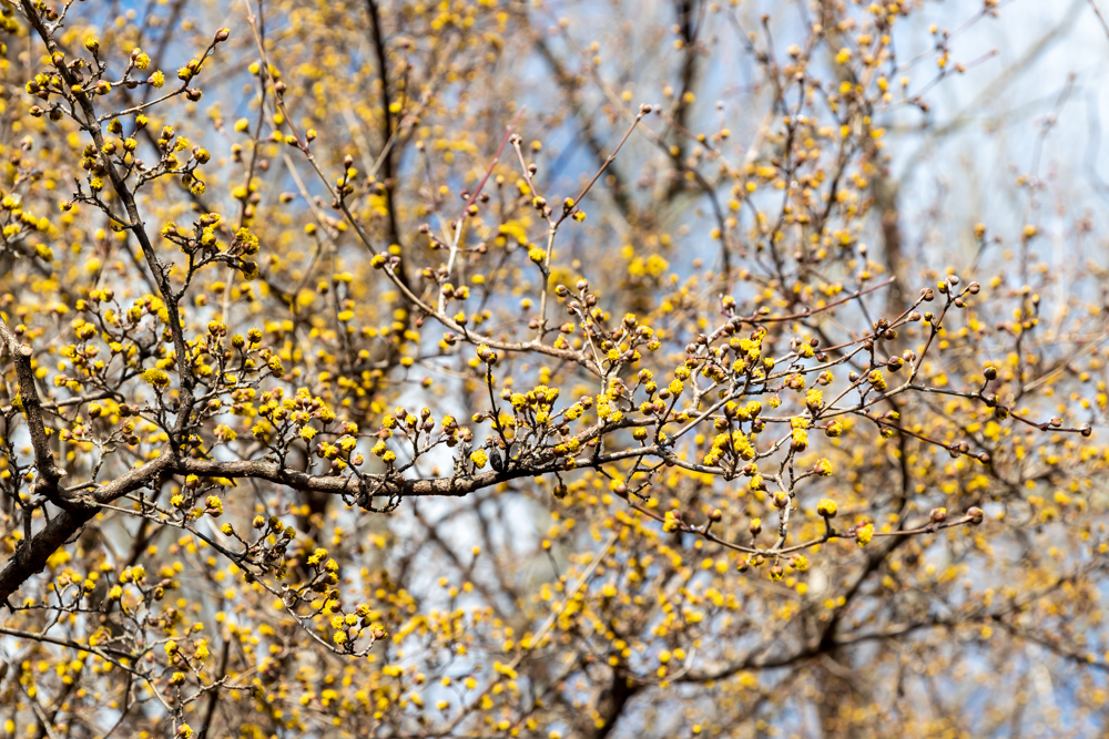 Many small yellow flowers all over the tree branches of the cornelian cherry dogwood with blue sky in the background