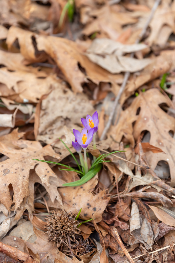 tiny purple flower with yellow stamen poking out of the leaves at Cheekwood in February