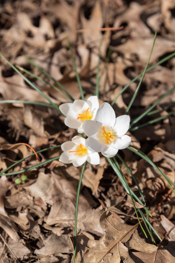 White crocus flower with yellow stamen blooming among the leaves