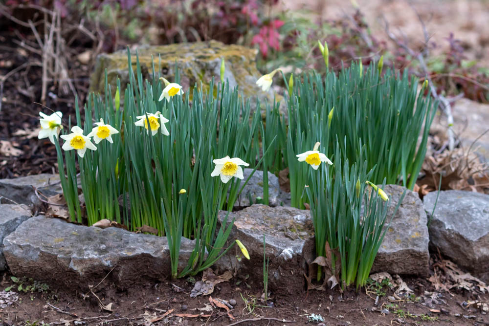 White daffodils with yellow throat growing in rock garden