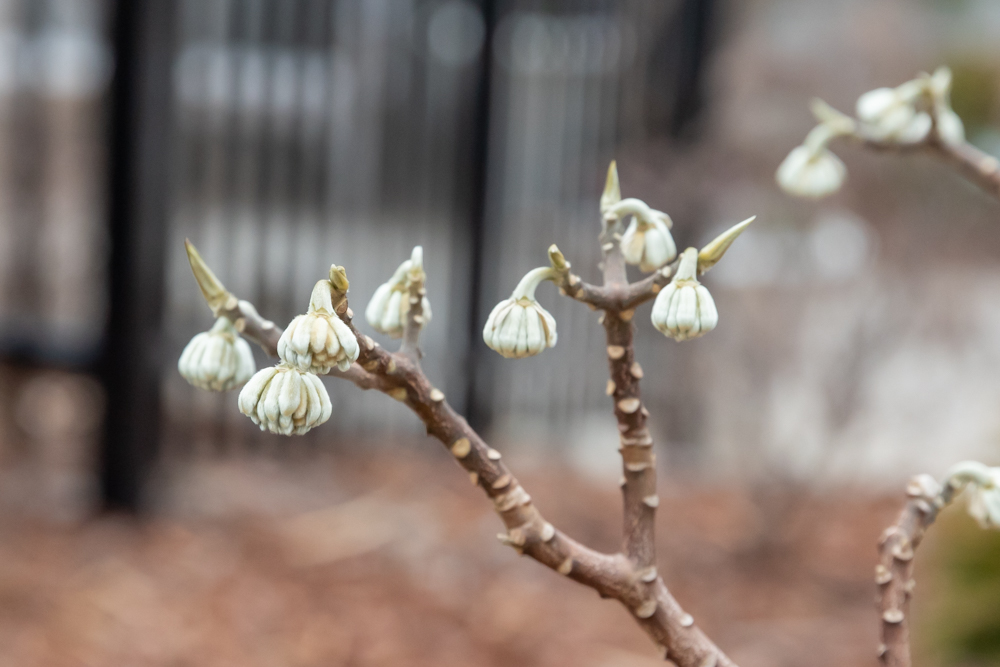 Shrub with bulbous white flowers in February that look like little onions hanging from the branches