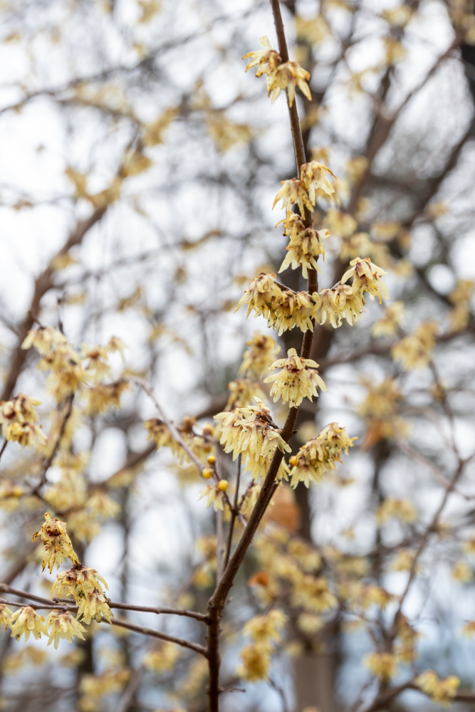 Many small off-white blooms on a tree branch in January and February