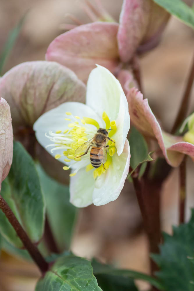 honeybee on yellow stamen of white hellebore flower