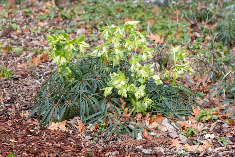 Hellebore with dark green palm-like foliage and light green clusters of flowers blooming in February