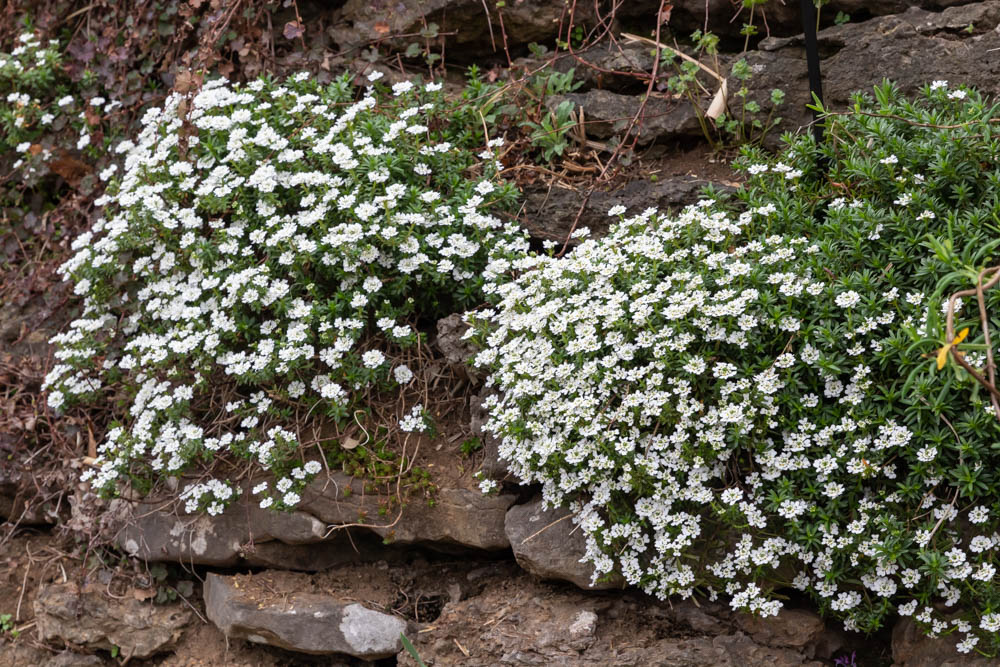 white Iberis aka Candytuft spilling over edge of rock wall at Cheekwood