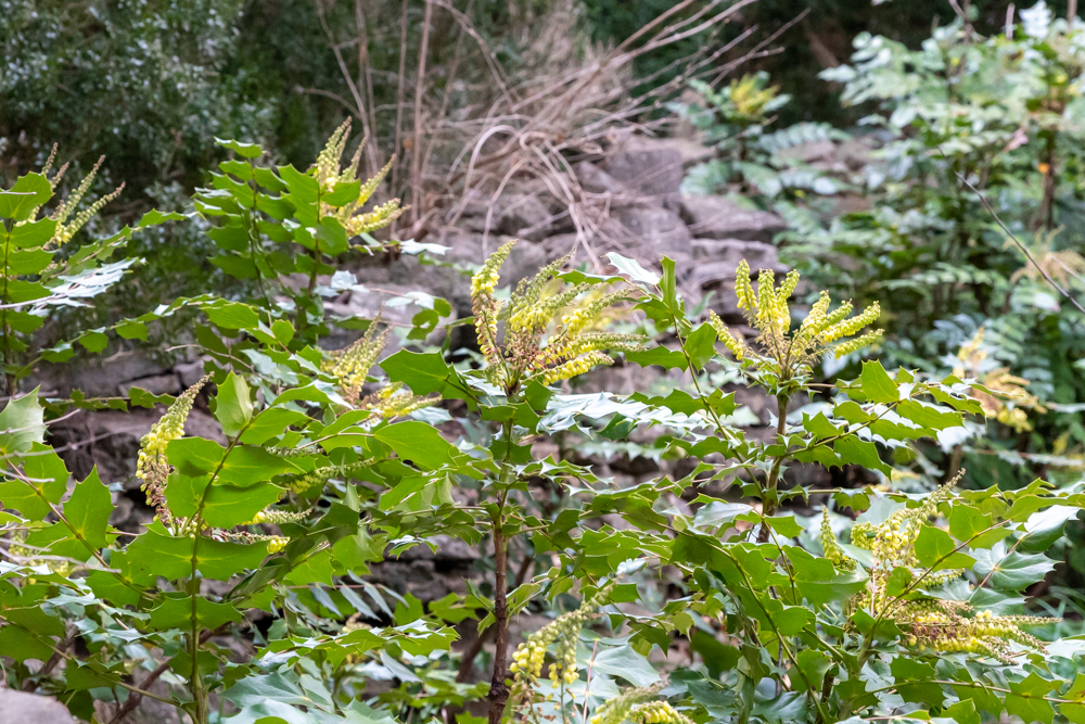 Pointy holly-like leaves with spikes of yellow flowers on multiple mahonia (Oregon grape) shrubs