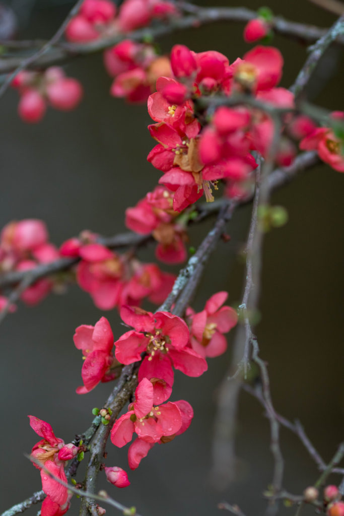 Deep salmon pink blooms contrast with dark gray background are