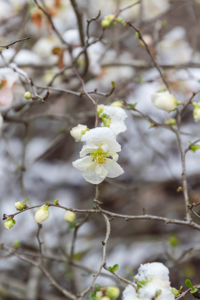 Small white flowers with yellow stamens on branches with snow
