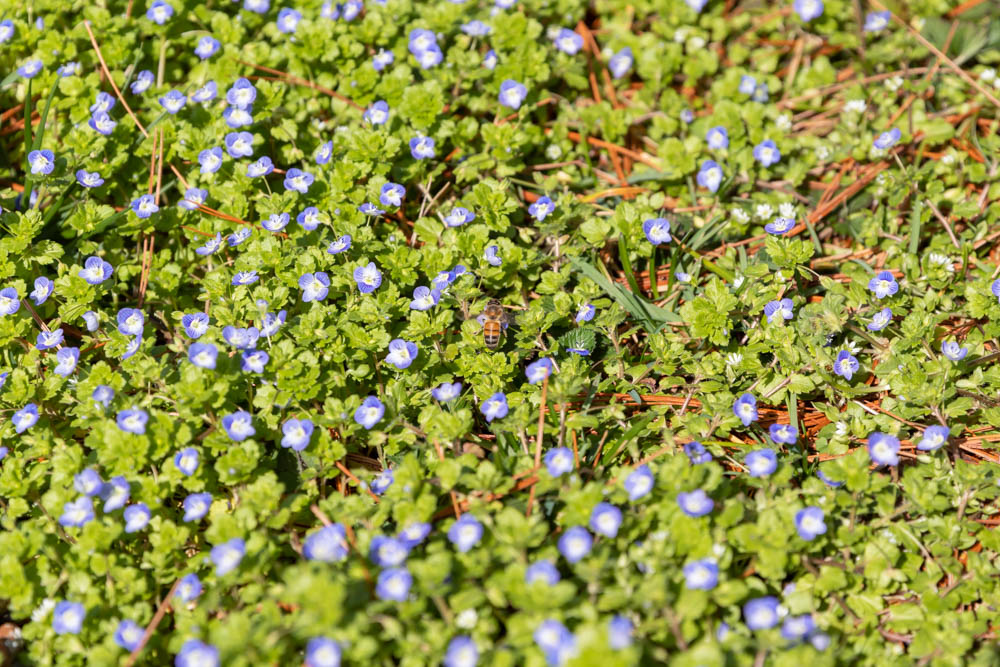 Tiny blue flowers blanketing the ground with a honey bee visiting a flower in the middle