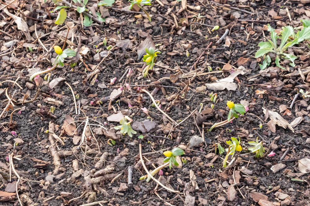 Yellow winter aconite flowers closed up in the shade spread out across the mulch
