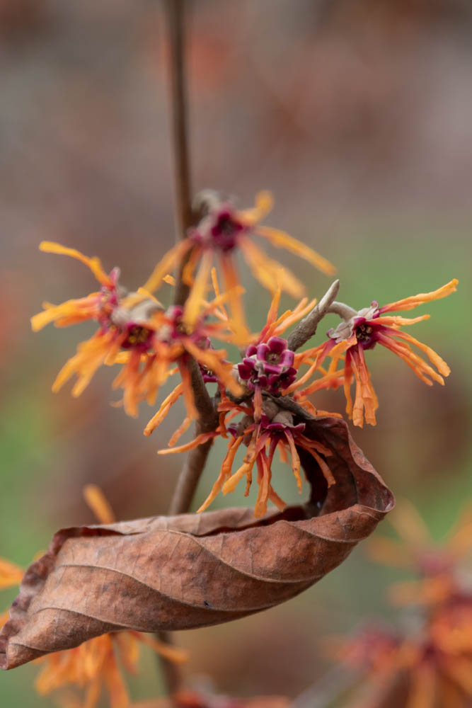 Small orange fringe-like flowers with burgundy centers with brown leaves still attached to tree