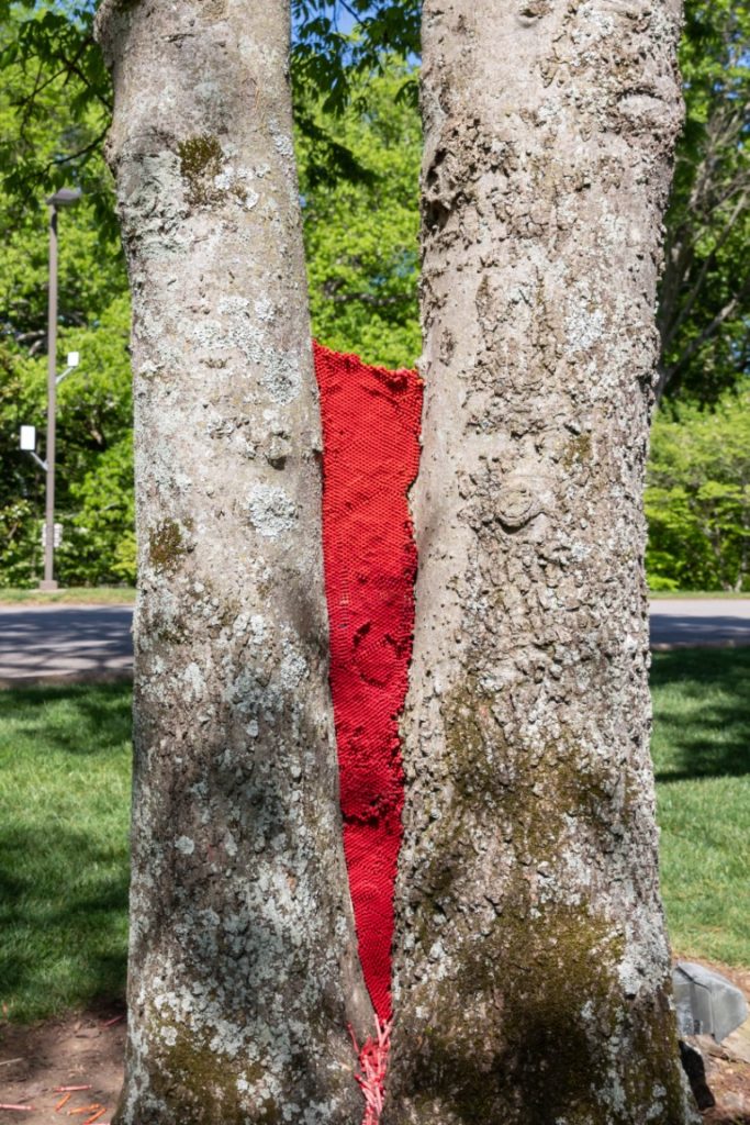 Red Crayola crayons wedged between a tree with two trunks and spilling out at the bottom